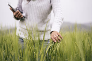 Farmer woman with digital tablet examining wheat plants. - insurance rating engine